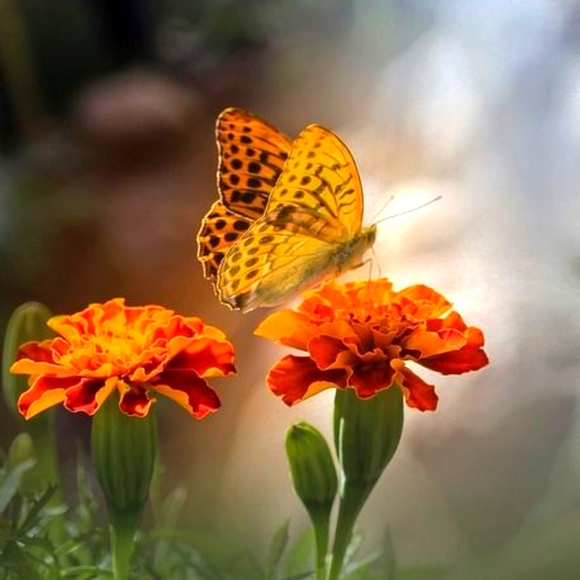 Meet your Posher, Cartoons - Picture 1 of 1